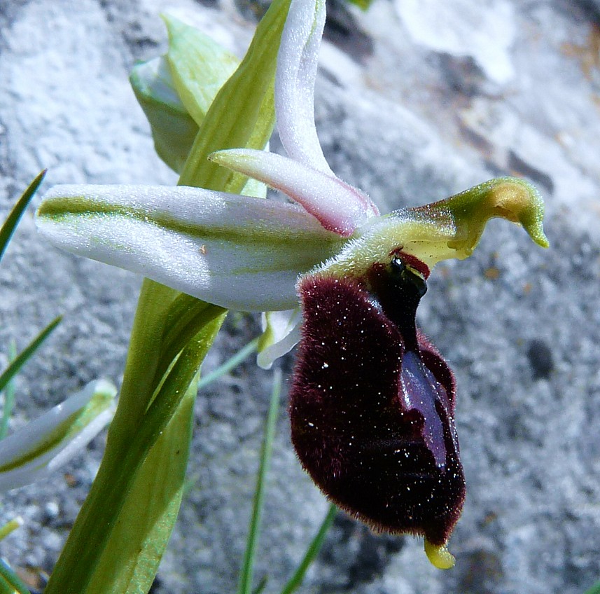 Ophrys biscutella